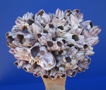 10-3/4 inches Large Purple Barnacle Cluster for Sale for $19.99