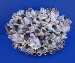 10-3/4 inches Large Purple Barnacle Cluster for Sale for $19.99