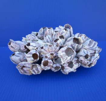 10-3/4 inches Large Purple Barnacle Cluster for Sale for $19.99