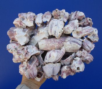 10-3/4 inches Large Purple Barnacle Cluster for Sale for $19.99