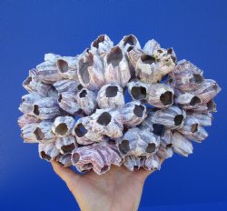 11-1/4 inches Large Purple Barnacle Cluster for Sale for $19.99