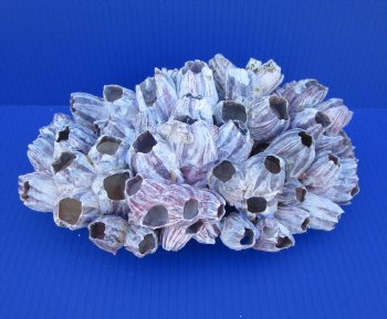 11-1/4 inches Large Purple Barnacle Cluster for Sale for $19.99