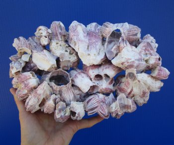 11-1/4 inches Large Purple Barnacle Cluster for Sale for $19.99