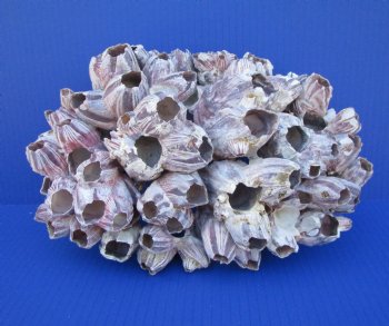 11-1/4 inches Large Purple Barnacle Cluster for Sale for $19.99