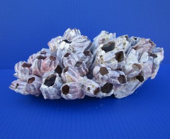 11-1/4 inches Large Purple Barnacle Cluster for Sale for $19.99