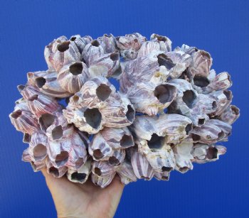 11-1/4 inches Large Purple Barnacle Cluster for Sale for $19.99