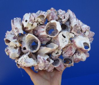 11-1/4 inches Large Purple Barnacle Cluster for Sale for $19.99