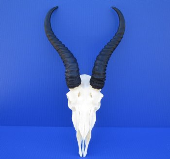 Male African Springbok Skull for Sale with 11 and 11-1/4 inches Horns <font color=red> Good Quality</font> for $69.99