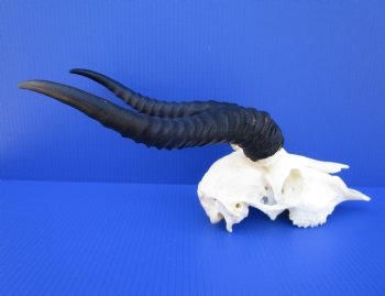 Male African Springbok Skull for Sale with 11 and 11-1/4 inches Horns <font color=red> Good Quality</font> for $69.99