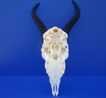 Male African Springbok Skull for Sale with 11 and 11-1/4 inches Horns <font color=red> Good Quality</font> for $69.99