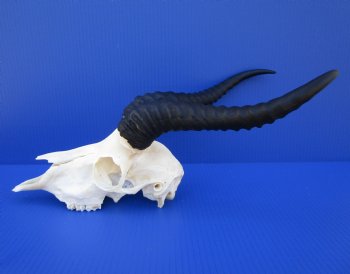 Male African Springbok Skull for Sale with 11 and 11-1/4 inches Horns <font color=red> Good Quality</font> for $69.99