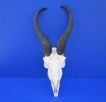 Male African Springbok Skull for Sale with 10-1/2 and 10-3/4 inches Horns <font color=red> Grade A</font> for $69.99