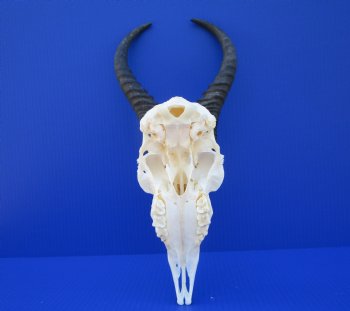 Male African Springbok Skull for Sale with 10-1/2 and 10-3/4 inches Horns <font color=red> Grade A</font> for $69.99