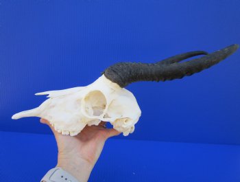 Male African Springbok Skull for Sale with 10-1/2 and 10-3/4 inches Horns <font color=red> Grade A</font> for $69.99