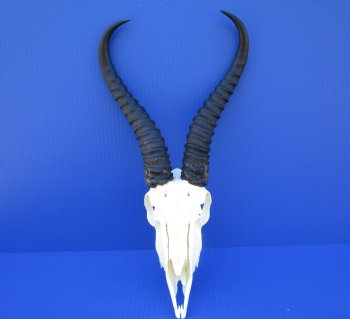 Male African Springbok Skull for Sale with 12 inches Horns <font color=red> Good Quality</font> for $69.99