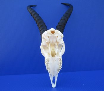 Male African Springbok Skull for Sale with 12 inches Horns <font color=red> Good Quality</font> for $69.99