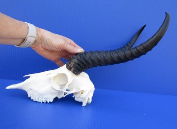 Male African Springbok Skull for Sale with 12 inches Horns <font color=red> Good Quality</font> for $69.99