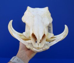 13 inches Authentic African Warthog Skull with 5 inches Tusks for $109.99