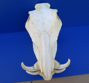 13 inches Authentic African Warthog Skull with 5 inches Tusks for $109.99