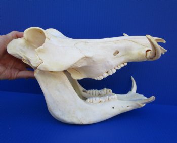 13 inches Authentic African Warthog Skull with 5 inches Tusks for $109.99