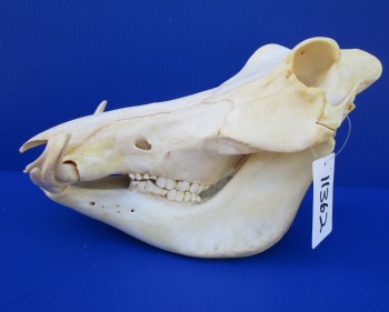 13 inches Authentic African Warthog Skull with 5 inches Tusks for $109.99