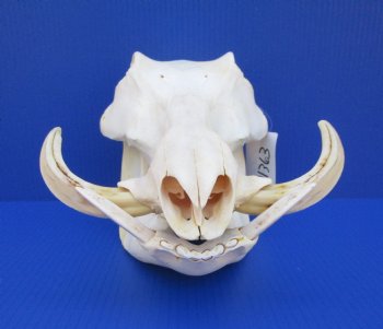 13 inches Authentic African Warthog Skull with 5 inches Tusks for $109.99