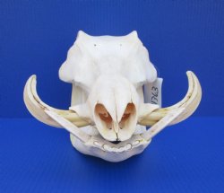 13 inches Authentic African Warthog Skull with 5 inches Tusks for $109.99