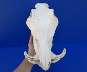 13 inches Authentic African Warthog Skull with 5 inches Tusks for $109.99