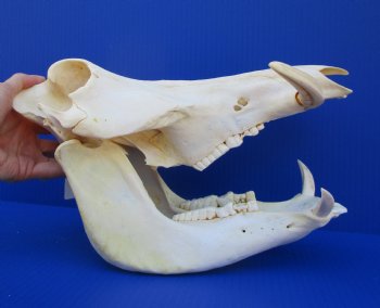 13 inches Authentic African Warthog Skull with 5 inches Tusks for $109.99