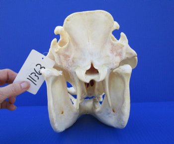 13 inches Authentic African Warthog Skull with 5 inches Tusks for $109.99