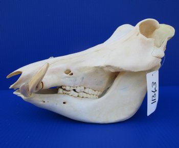 13 inches Authentic African Warthog Skull with 5 inches Tusks for $109.99