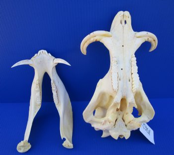 13 inches Authentic African Warthog Skull with 5 inches Tusks for $109.99