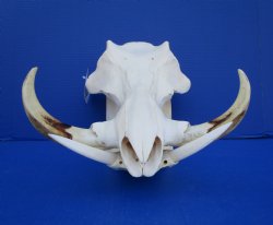 15 inches African Warthog Skull with 8 inches Tusks <font color=red> Huge Good Quality</font> for $159.99