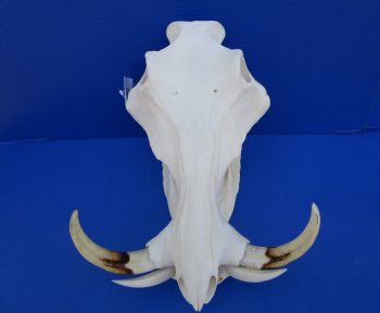 15 inches African Warthog Skull with 8 inches Tusks <font color=red> Huge Good Quality</font> for $159.99