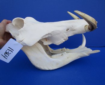 15 inches African Warthog Skull with 8 inches Tusks <font color=red> Huge Good Quality</font> for $159.99