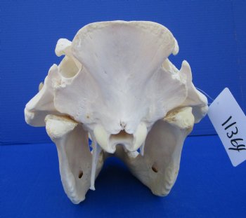 15 inches African Warthog Skull with 8 inches Tusks <font color=red> Huge Good Quality</font> for $159.99