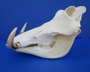 15 inches African Warthog Skull with 8 inches Tusks <font color=red> Huge Good Quality</font> for $159.99