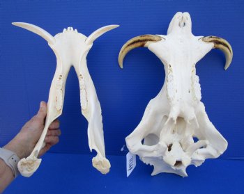 15 inches African Warthog Skull with 8 inches Tusks <font color=red> Huge Good Quality</font> for $159.99