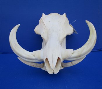 14-1/2 inches Real Warthog Skull with 8-1/2 inches Ivory Tusks <font color=red> Grade B </font> for $144.99