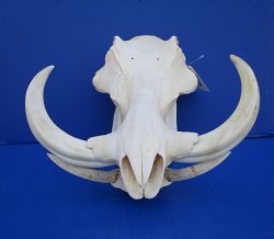 14-1/2 inches Real Warthog Skull with 8-1/2 inches Ivory Tusks <font color=red> Grade B </font> for $144.99