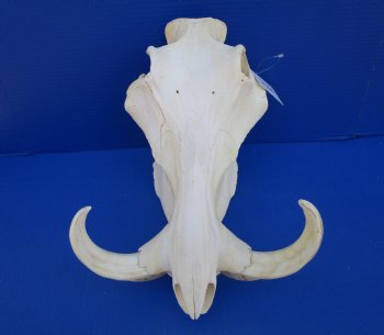 14-1/2 inches Real Warthog Skull with 8-1/2 inches Ivory Tusks <font color=red> Grade B </font> for $144.99