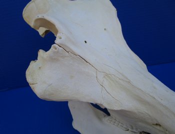 14-1/2 inches Real Warthog Skull with 8-1/2 inches Ivory Tusks <font color=red> Grade B </font> for $144.99