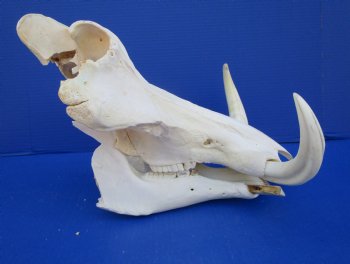 14-1/2 inches Real Warthog Skull with 8-1/2 inches Ivory Tusks <font color=red> Grade B </font> for $144.99