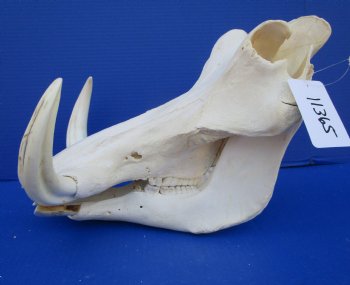 14-1/2 inches Real Warthog Skull with 8-1/2 inches Ivory Tusks <font color=red> Grade B </font> for $144.99