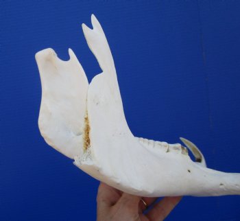 14-1/2 inches Real Warthog Skull with 8-1/2 inches Ivory Tusks <font color=red> Grade B </font> for $144.99