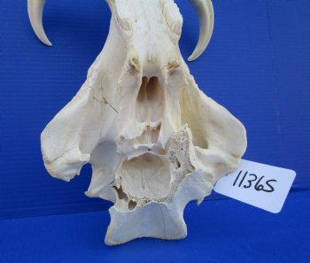 14-1/2 inches Real Warthog Skull with 8-1/2 inches Ivory Tusks <font color=red> Grade B </font> for $144.99