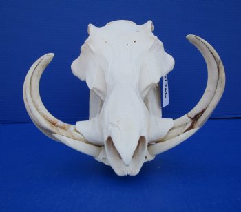 11-1/2 inches African Warthog Skull with 8 and 8-1/2 inches Tusks for $159.99