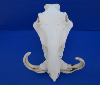 11-1/2 inches African Warthog Skull with 8 and 8-1/2 inches Tusks for $159.99