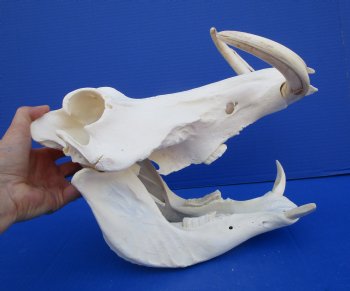 11-1/2 inches African Warthog Skull with 8 and 8-1/2 inches Tusks for $159.99