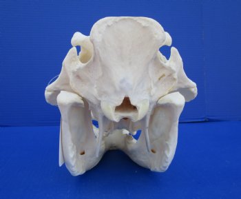 11-1/2 inches African Warthog Skull with 8 and 8-1/2 inches Tusks for $159.99